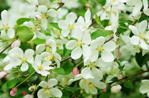 Apple tree flower Stock-Fotos