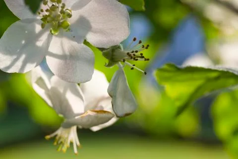 Apple tree flower Stock Photos