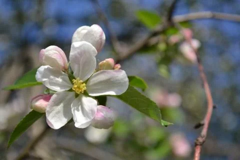 Apple-tree flower Stock Photos