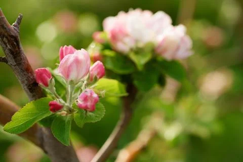 Apple tree flower Foto stock
