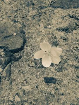 Apple tree flower Stock Photos