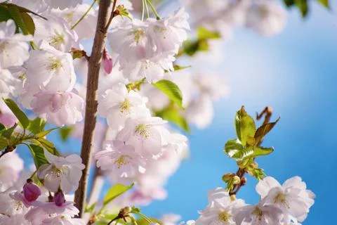 Apple tree flower Stock-Fotos