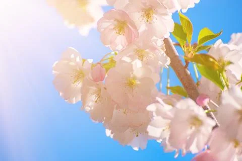 Apple tree flower Photos