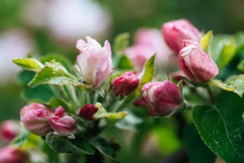 Apple tree flower Stockfoto's