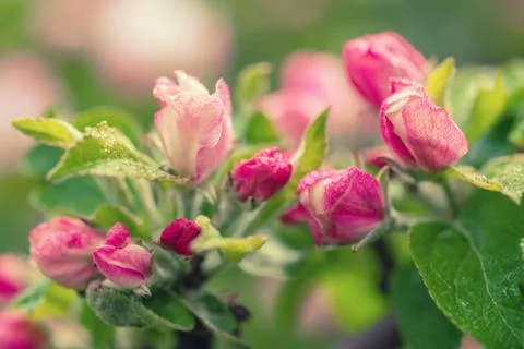 Apple tree flower Foto stock
