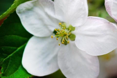 Apple tree flower Stock Photos