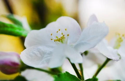 Apple tree flower Stock Photos