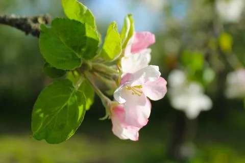 Apple tree flower Stock Photos