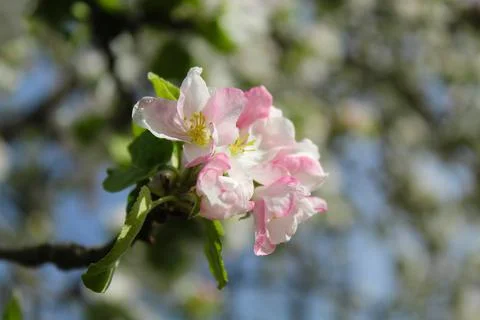 Apple tree flower Stock Photos