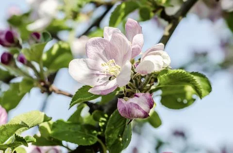 Apple tree flower Stockfoto's