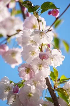 Apple tree flower 스톡 사진