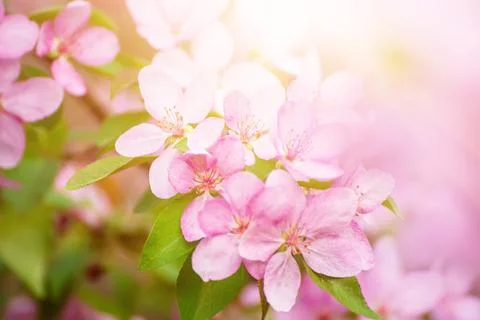 Apple tree flower Stock-Fotos