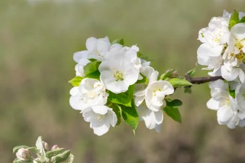 Apple tree flower in spring Stock Photos