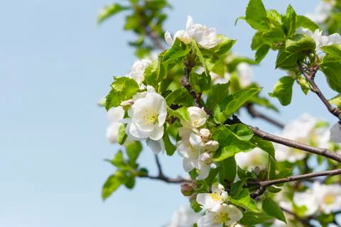 Apple tree flower in spring Stock Photos