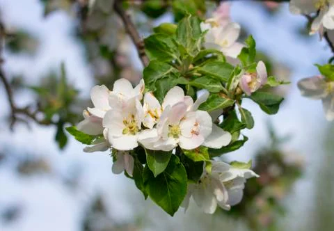 Apple tree flower in spring Stock Photos