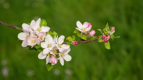 Apple tree flower in springtime Stock Footage 128854172