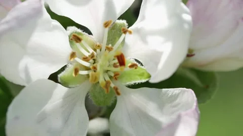 Apple tree flower swaying in the wind, macro Vídeos de archivo 268542826