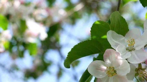 Apple tree flower swaying in the wind, spring background. Stock Footage 274226069