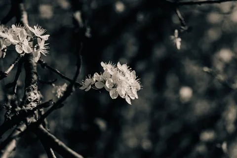An apple tree flower on a tree branch in black and white Stock Photos