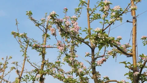 Apple tree flowered 库存影片 92926436