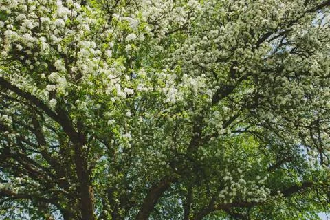 Apple tree flowering in springtime Stock Photos