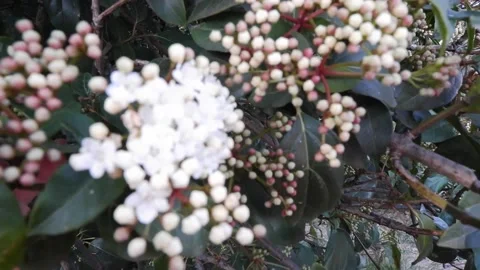 Apple tree flowers are white Vidéo 173474735