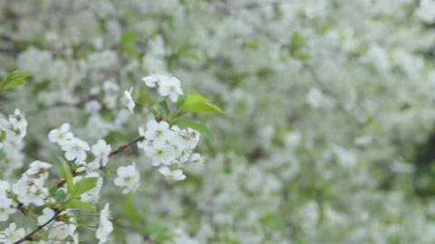 Apple tree flowers on a beautiful blurred background Stock Footage 229456115