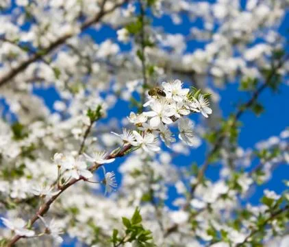 Apple tree flowers, bee Stock Photos