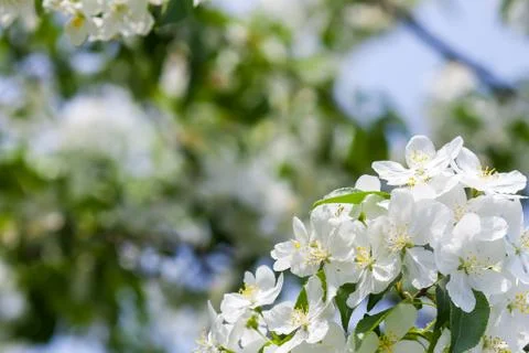 Apple tree flowers In the beginning of spring Stock Photos