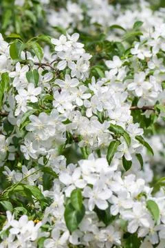 Apple tree flowers In the beginning of spring Stock Photos
