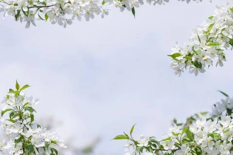 Apple tree flowers In the beginning of spring Stock Photos