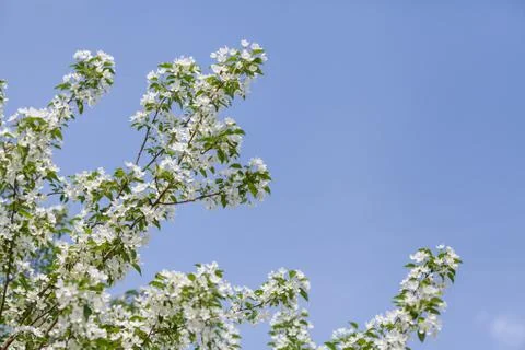 Apple tree flowers In the beginning of spring Stock Photos