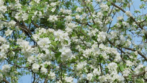 Apple tree flowers in bloom with bees pollinating in spring orchard Stock Footage 334618458
