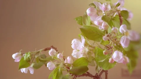 Apple tree flowers blooming closeup. Gardening concept. Blossoming apple tree Stock Footage 101622462