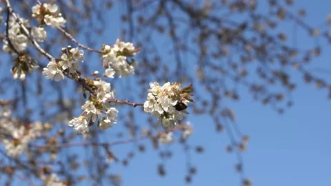Apple Tree Flowers blooming in Spring. Beautiful Nature. Flowers Background Stock-Footage 198104413
