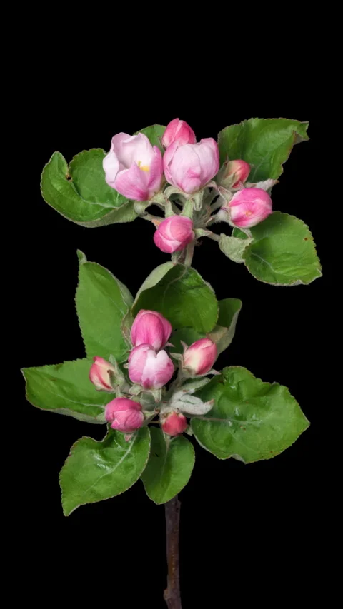 Apple tree flowers blossom timelapse on black Vidéo 333780672