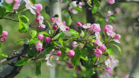 Apple tree flowers, blossoming sakura branches, spring orchard. Video stock 239322311