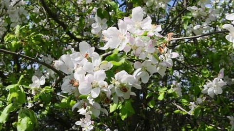 Apple tree flowers on a branch close-up swaying in the wind Stock Footage 156649858