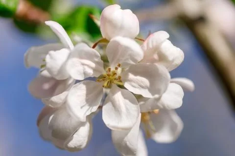 Apple tree flowers close-up Stock Photos