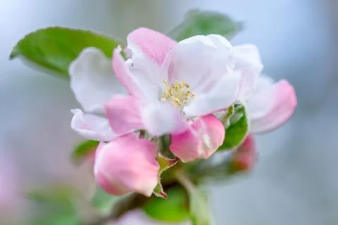 Apple tree flowers close-up Stock Photos