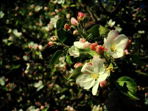 Apple tree flowers close up Stock Photos