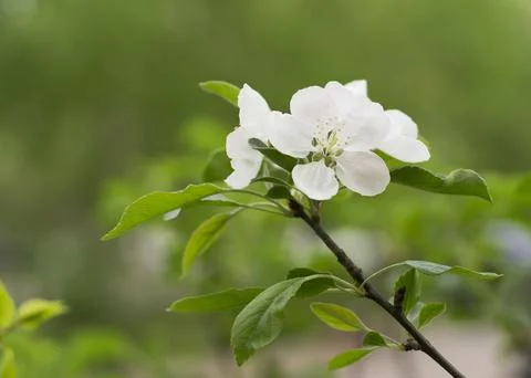 Apple tree flowers close up Stock Photos