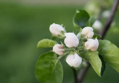 Apple tree flowers close up Stock Photos