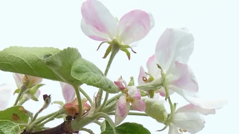 Apple tree flowers close-up. spring bloom Stock Footage 199482347