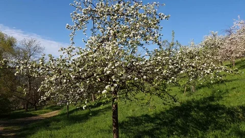Apple tree flowers close-up video Stock Footage 129514266