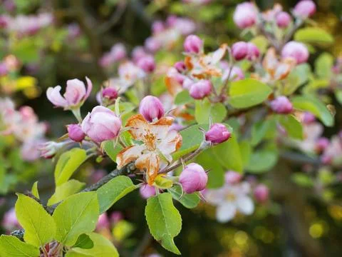 Apple tree flowers damaged by spring frost. Stock Photos