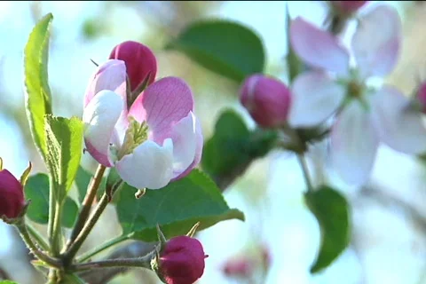 Apple Tree Flowers Vidéo 373907