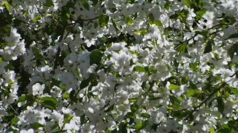 Apple-tree flowers Stock Footage 865291