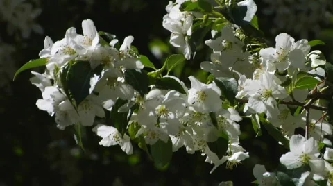 Apple-tree flowers Stock Footage 865298