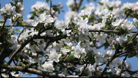 Apple tree with flowers Stock Footage 4280911
